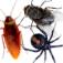 Smash The Bugs!